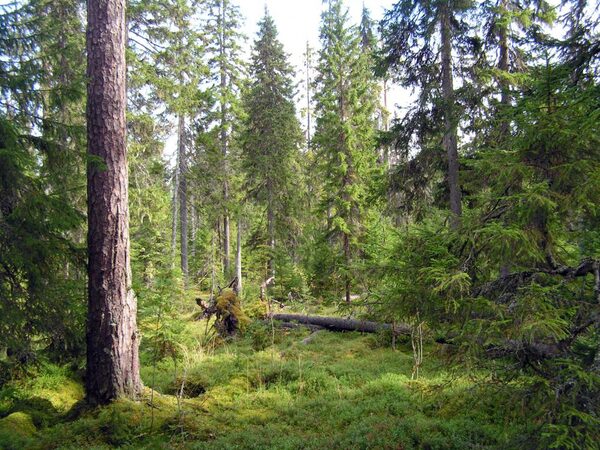 Тайга Карелии