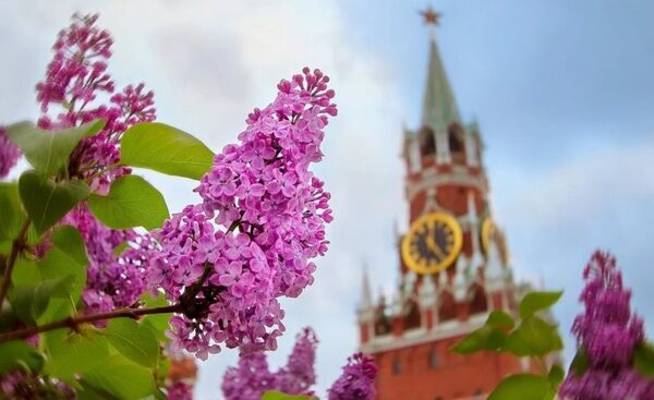 В Москве станет на 140 тысяч больше зеленых насаждений