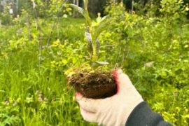 Экологическая ответственность «Транснефть – Балтики: компания пересадила редкие растения